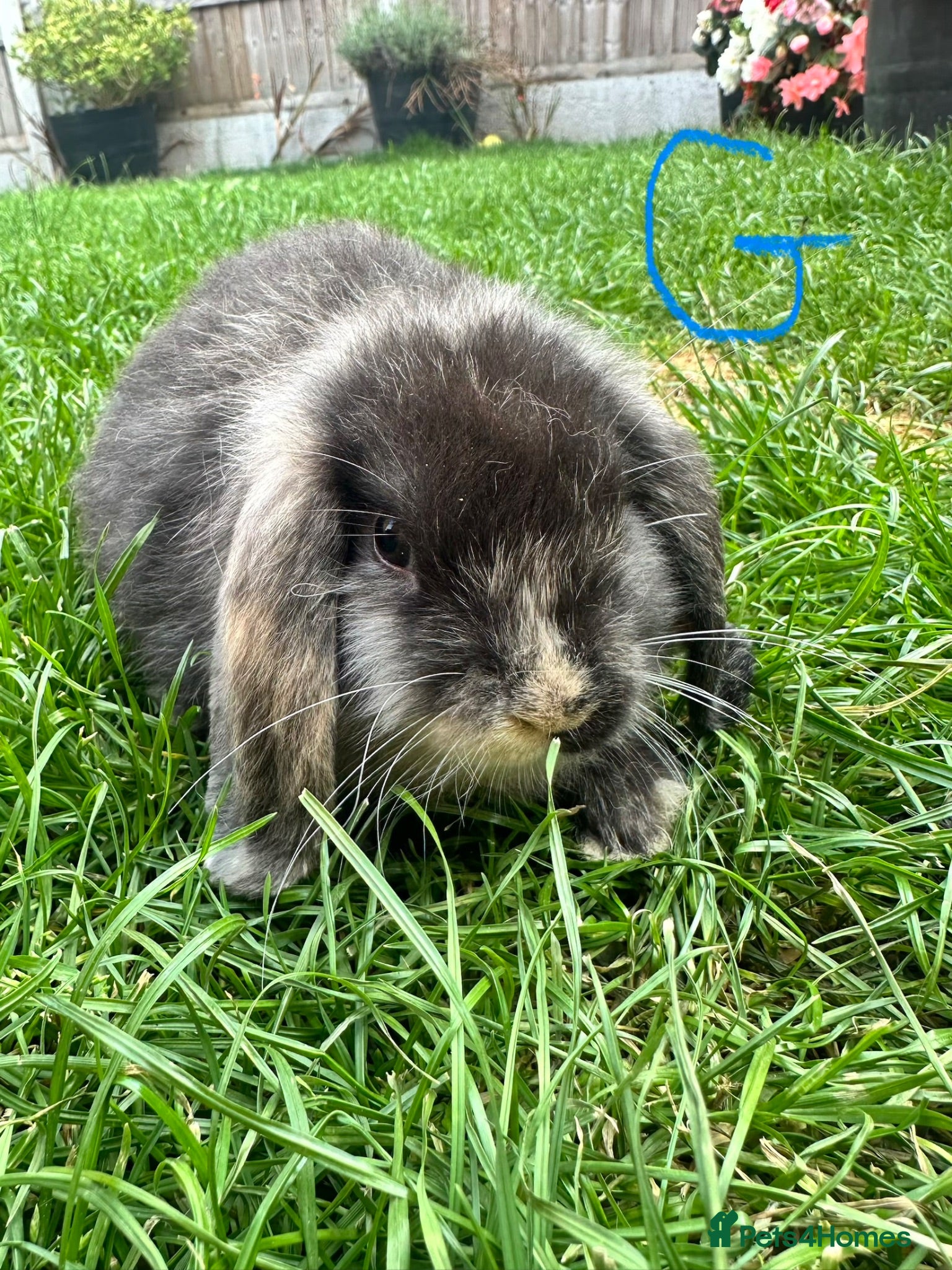 Mini Lop rabbits Mini Lop Rabbits For Sale  - Advert 1