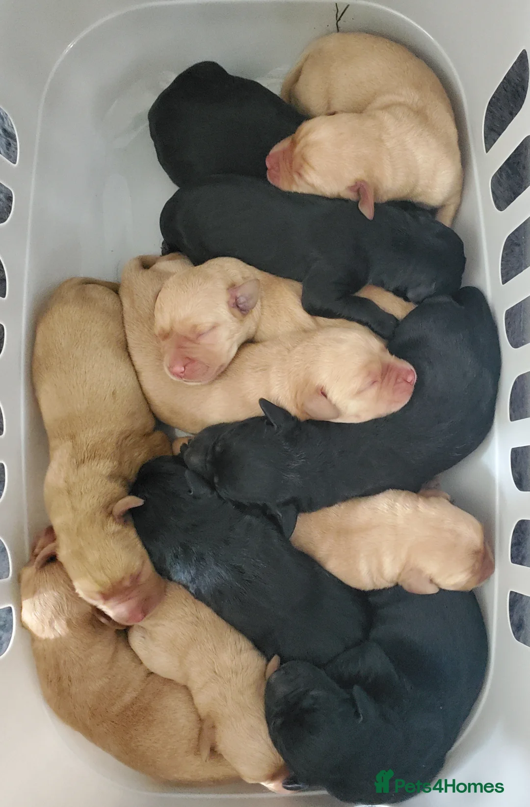 Labrador Retriever dogs for sale: 12 beautiful labrador puppies  in Shrewsbury - Advert 2
