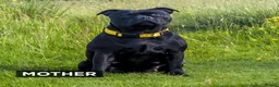 Staffordshire Bull Terrier dogs for sale: Blue & Black KC Staffie Puppies - Champ Bloodline - Advert 6