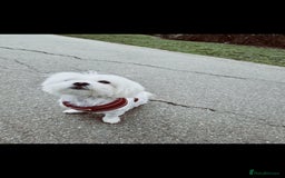 Maltese dogs for sale: Maltese male  - Image 3