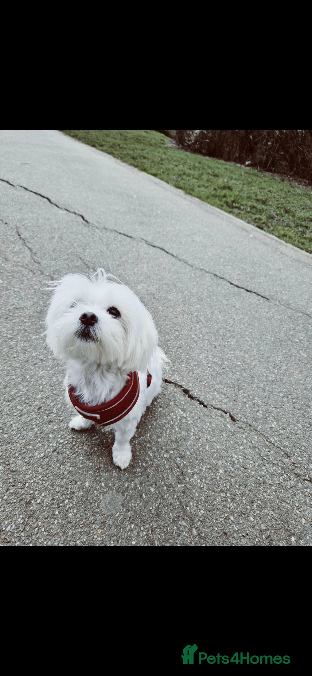 Maltese dogs for sale: Maltese male  - Image 3