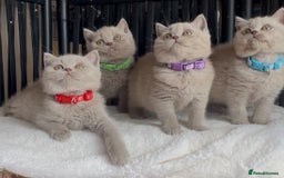 British Shorthair cats for sale: Beautiful Lilac BSH champion Line kittens - Image 9