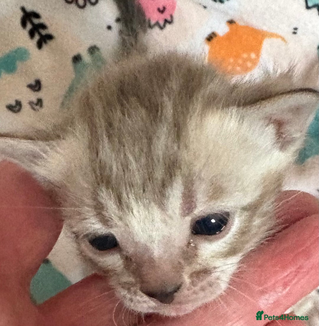 Bengal cats for sale: Stunning Tica reg Bengal kittens  - Advert 9