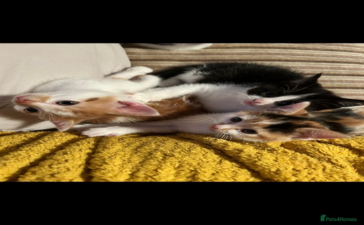 Mixed Breed cats - Advert 2
