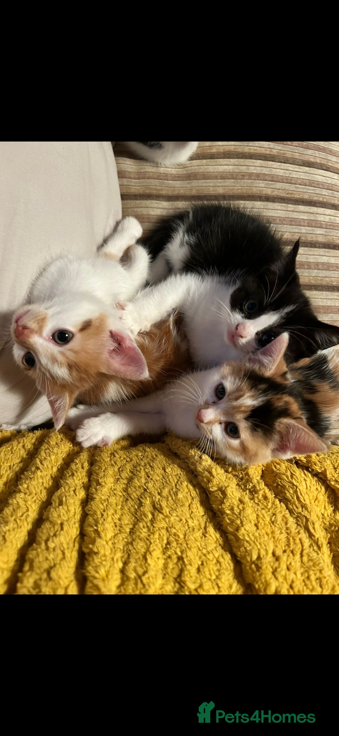 Mixed Breed cats for sale: 1 beautiful female kitten left - Image 1