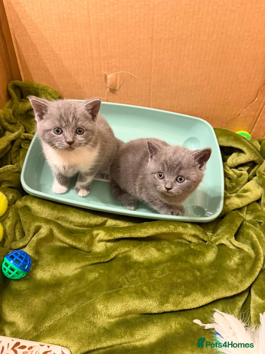 British Shorthair cats for sale: Two British shorthairs for sale  - Advert 1