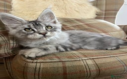 Maine Coon cats for sale: ⭐️Beautiful Maine Coon Kittens⭐️ - Image 22