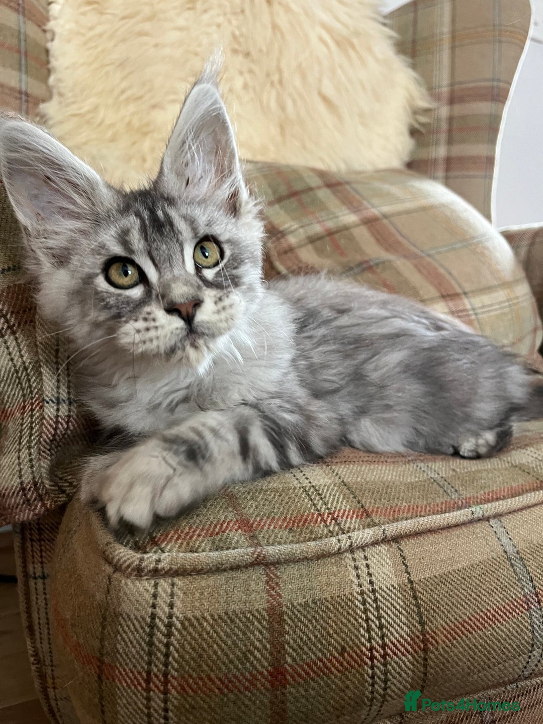 Maine Coon cats for sale: ⭐️Beautiful Maine Coon Kittens⭐️ - Image 22