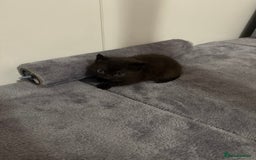 Mixed Breed cats for sale: Kittens for sale in Hyde - Image 7
