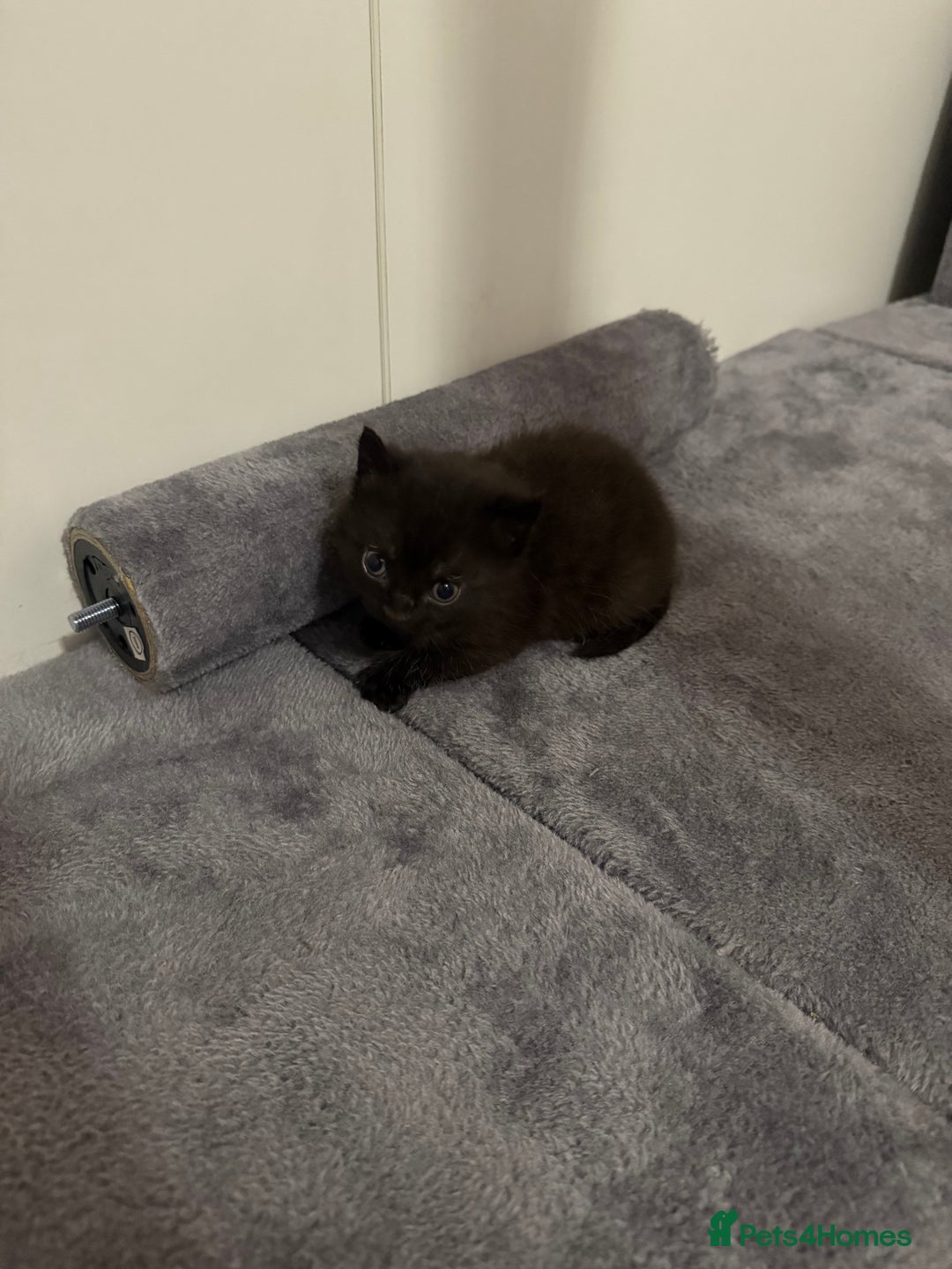 Mixed Breed cats for sale: Kittens for sale in Hyde - Image 7