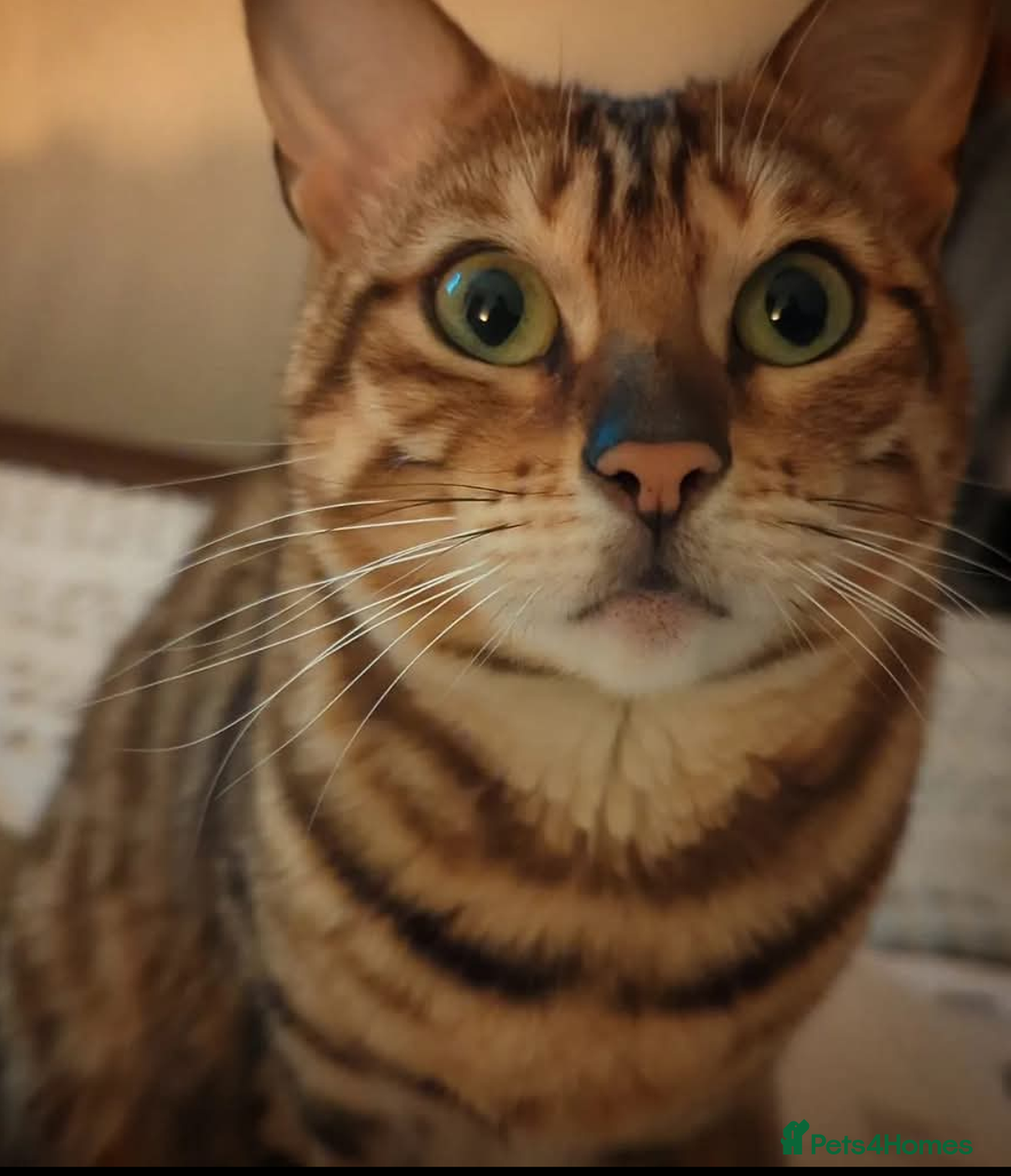 Bengal cats for sale: 🖤🤎🧡🤍Bengal sisters🤍🧡🤎🖤 - Image 8
