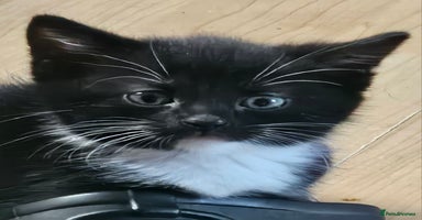 Ragdoll cats - Advert 6