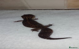 Leopard Gecko reptiles for sale: Three stunning leopard geckos for sale in Hinckley - Image 4