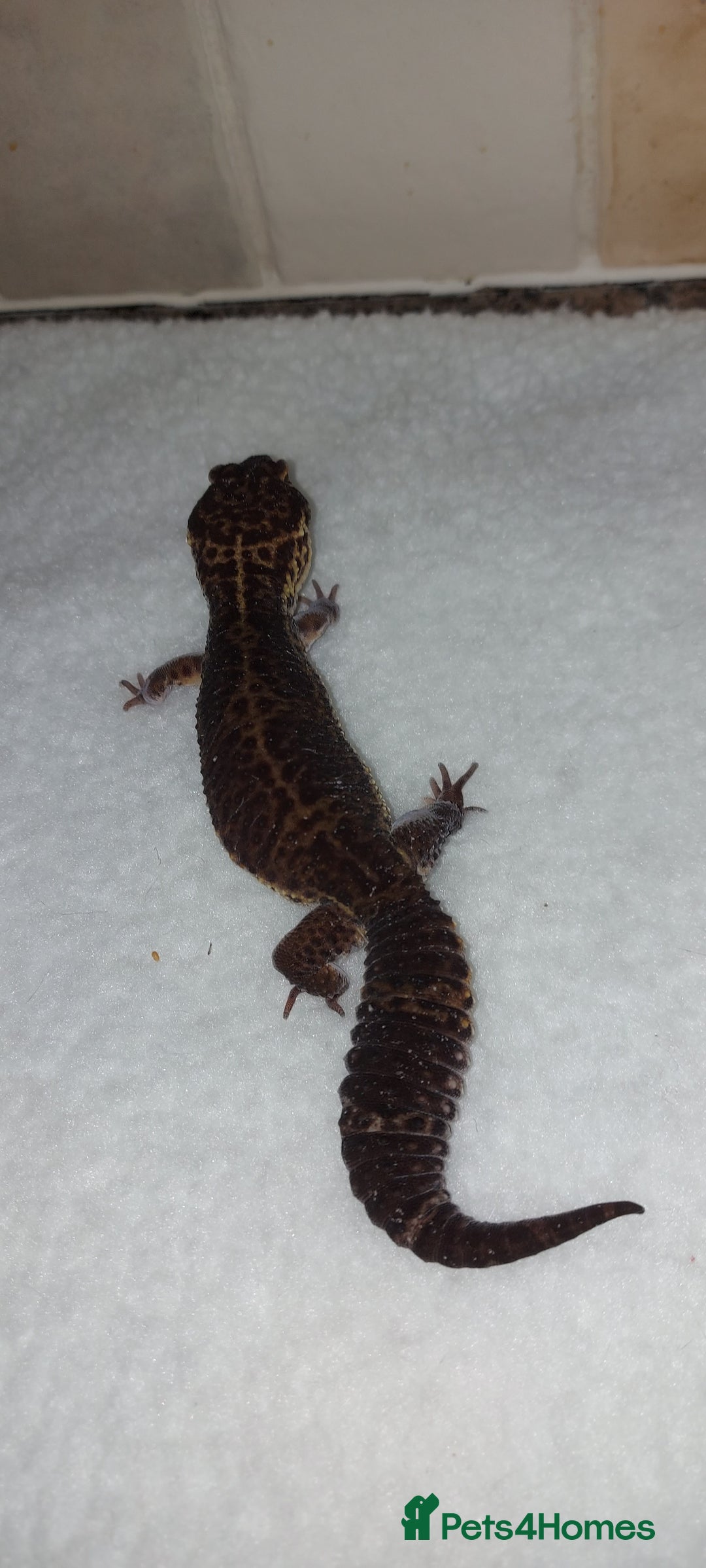Leopard Gecko reptiles for sale: Three stunning leopard geckos for sale in Hinckley - Image 4