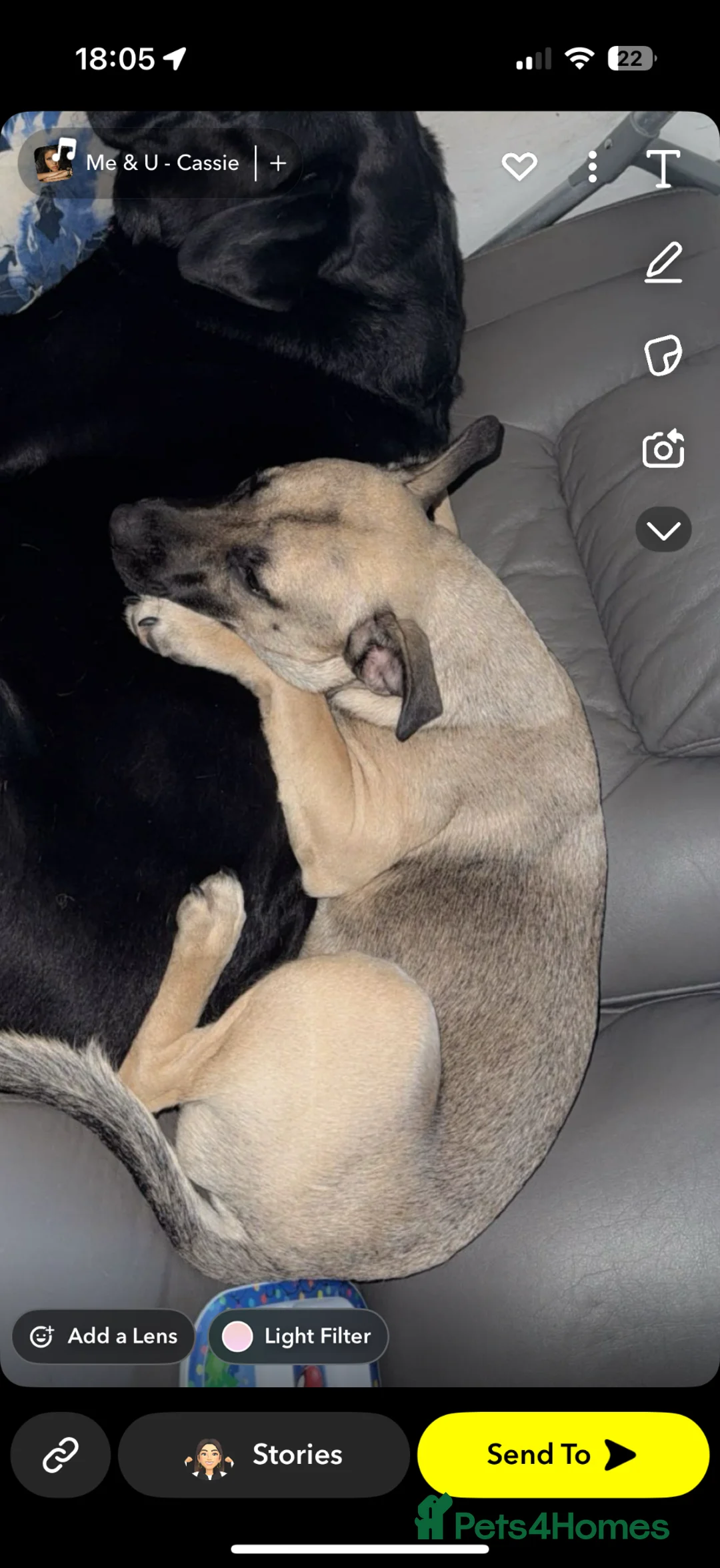 Mixed Breed dogs for sale: Male dog available  - Advert 4