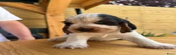 Cocker Spaniel dogs for sale: Gorgeous show Cockers - 1 boy and 1 girl - Advert 5
