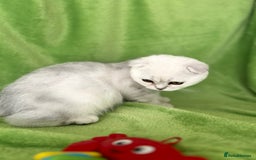 Scottish Fold cats for sale: Beautiful Scottish fold baby’s  in Reading - Image 4