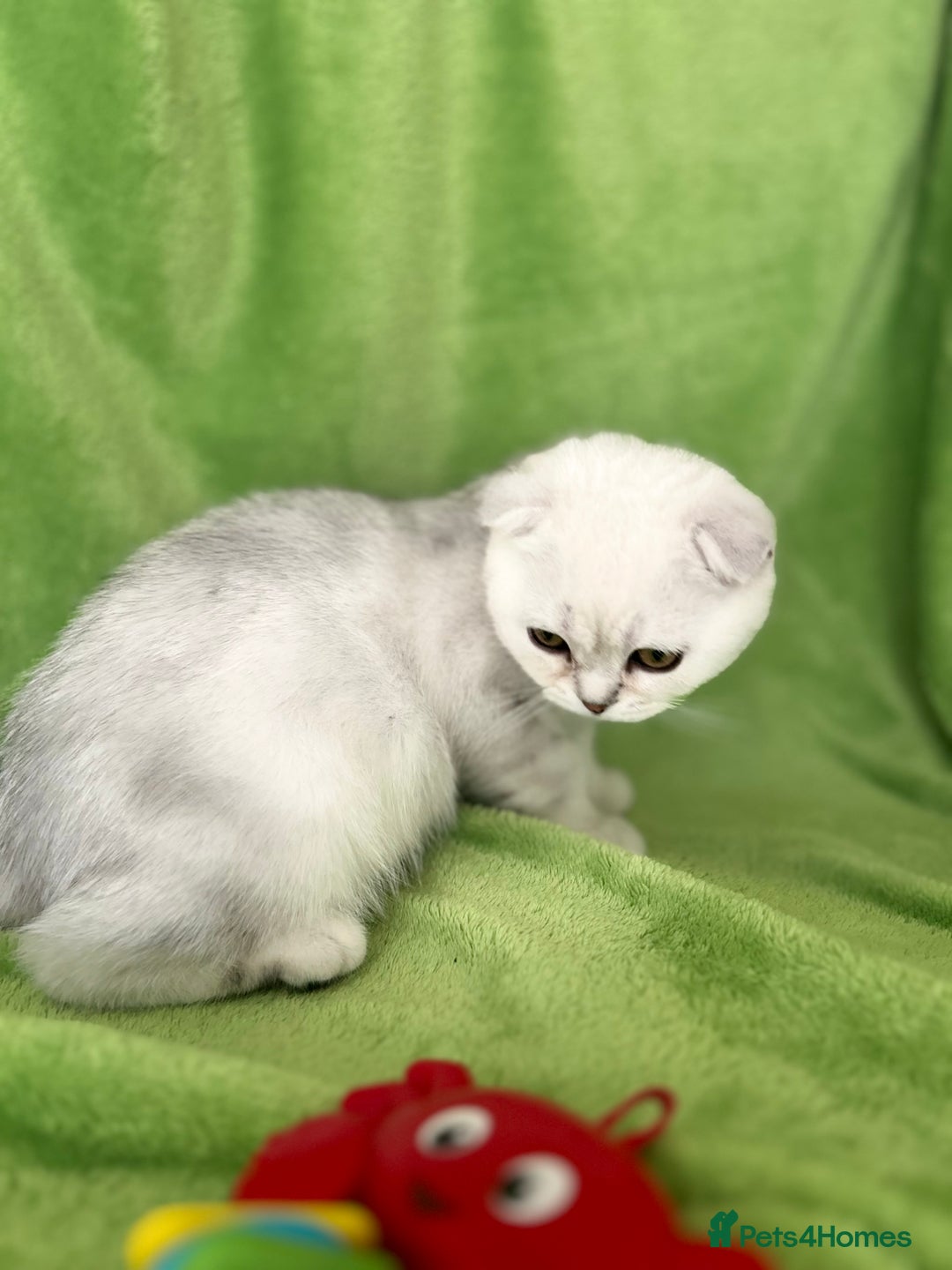 Scottish Fold cats for sale: Beautiful Scottish fold baby’s  in Reading - Image 4