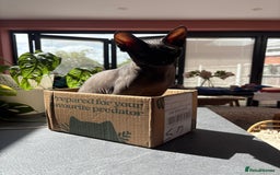 Sphynx cats for sale: Male Sphynx cat for sale 2 years old - Image 4