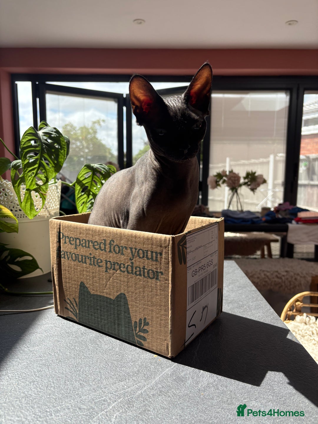 Sphynx cats for sale: Male Sphynx cat for sale 2 years old - Image 4