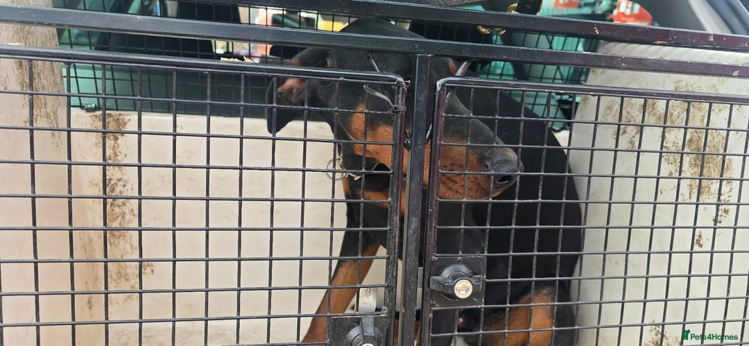 Dobermann dogs for sale: Doberman - Image 3
