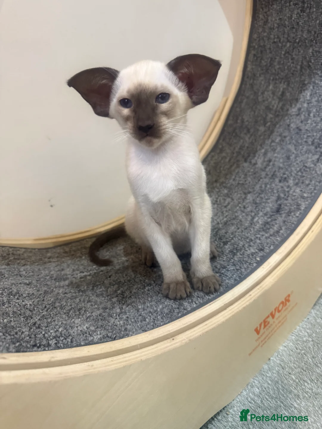 Siamese cats for sale: Stunning chocolate point Gccf registered girl  - Advert 9