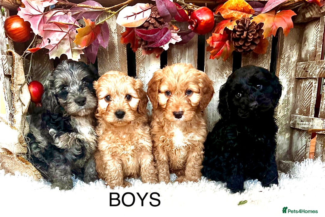 Cockapoo dogs for sale: Quality Cockapoo Puppies Blue Merle / Golden  - Advert 4