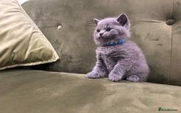 British Shorthair cats for sale: Gorgeous British shorthair kitten - Image 9