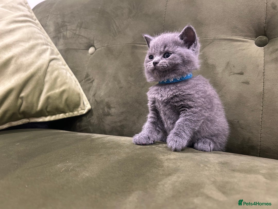 British Shorthair cats for sale: Gorgeous British shorthair kitten - Image 9