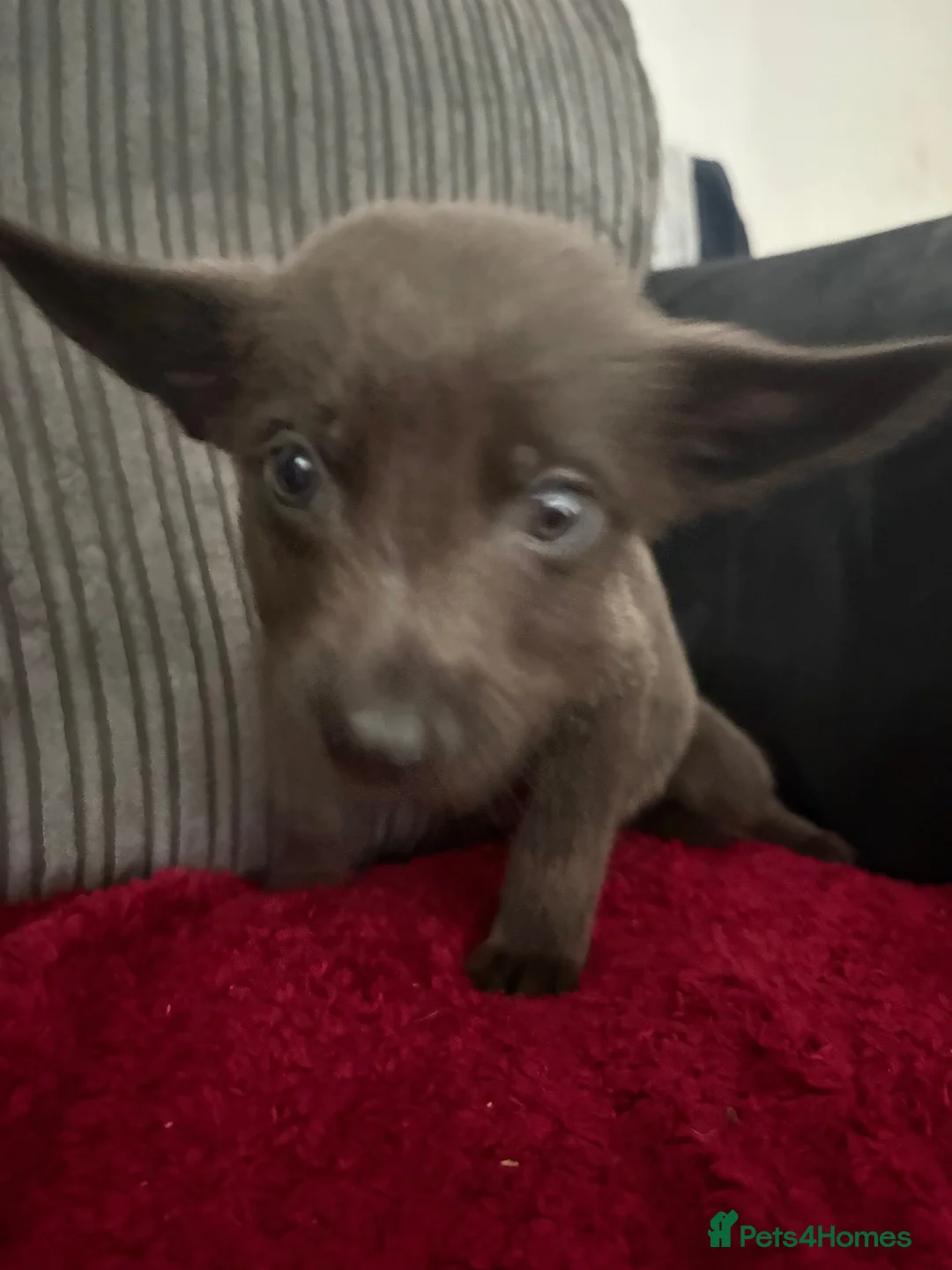 Sheprador dogs for sale: Beautiful pup available now - Advert 7