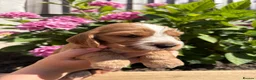 Cocker Spaniel dogs for sale: 🌟 Show Cocker Spaniel's 🌟 - Advert 7