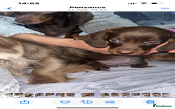 Dachshund dogs for sale: FEMALE CHOC DAPPLE AVAILABLE  - Image 3