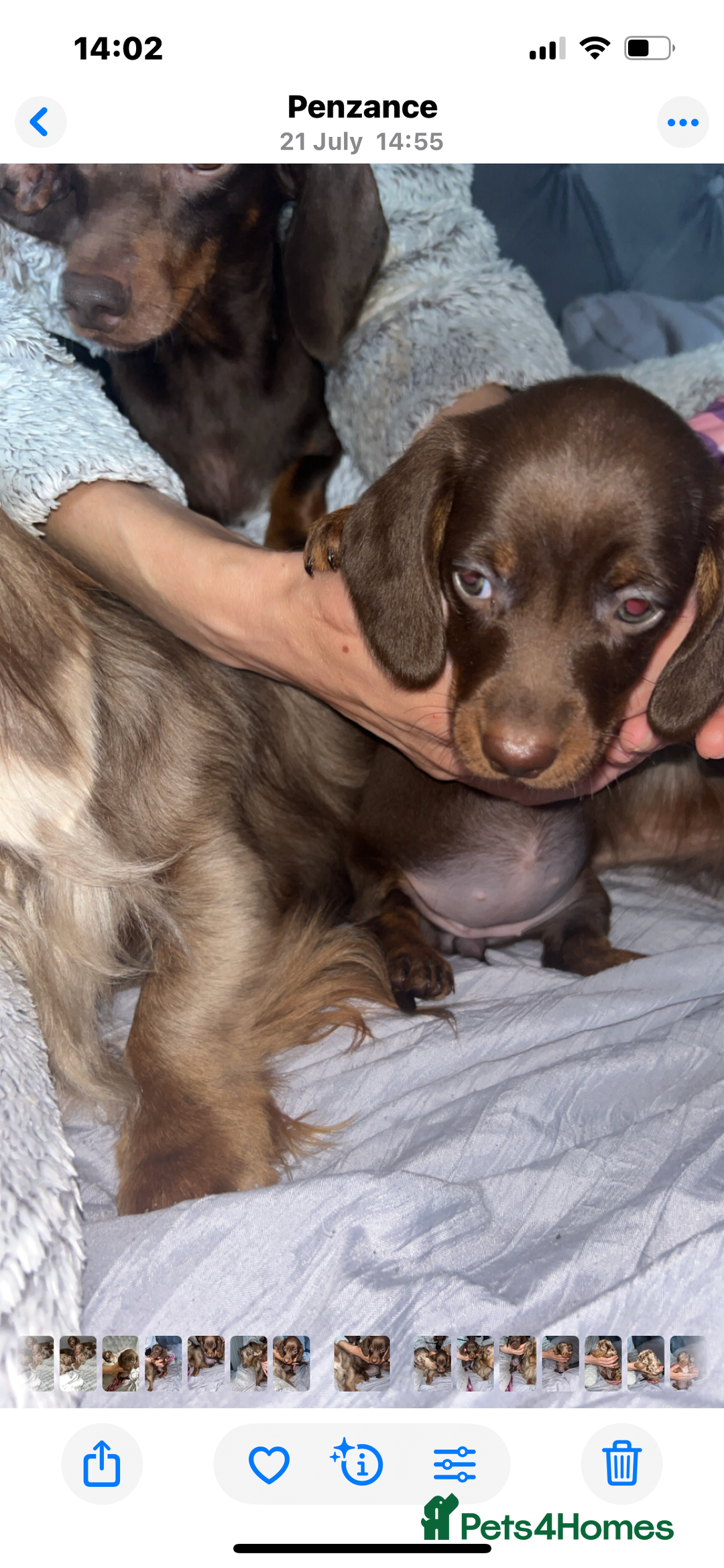 Dachshund dogs for sale: FEMALE CHOC DAPPLE AVAILABLE  - Image 3