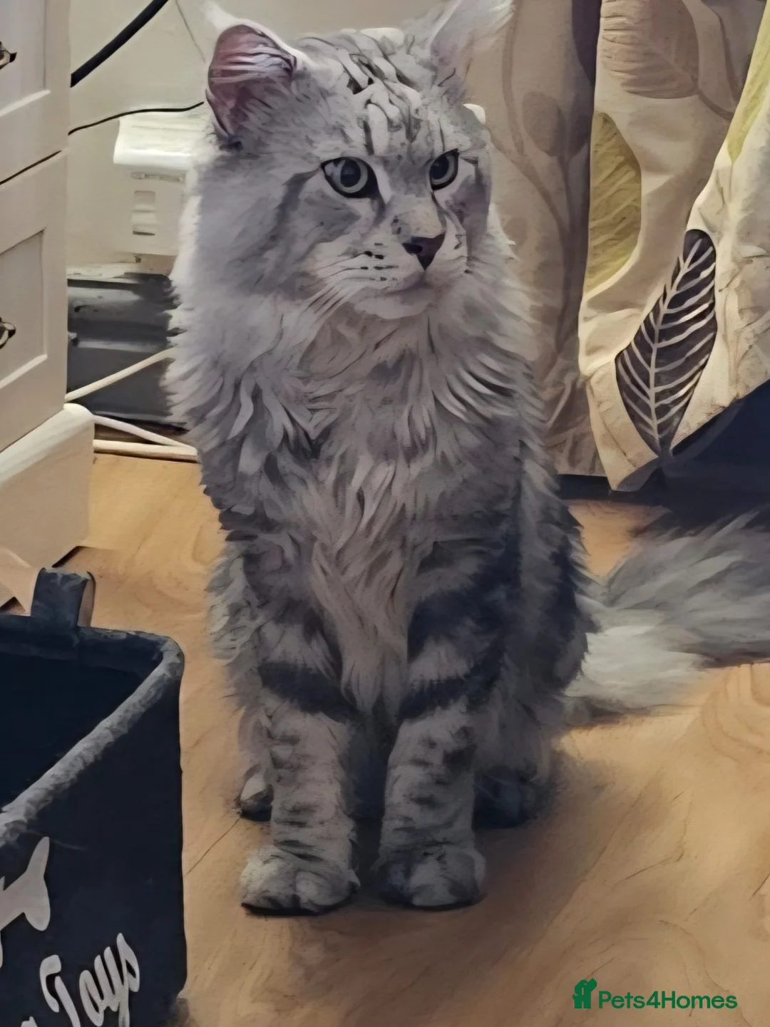 Maine Coon cats for stud: STUNNING SILVER MAINECOON FOR STUD - Advert 3