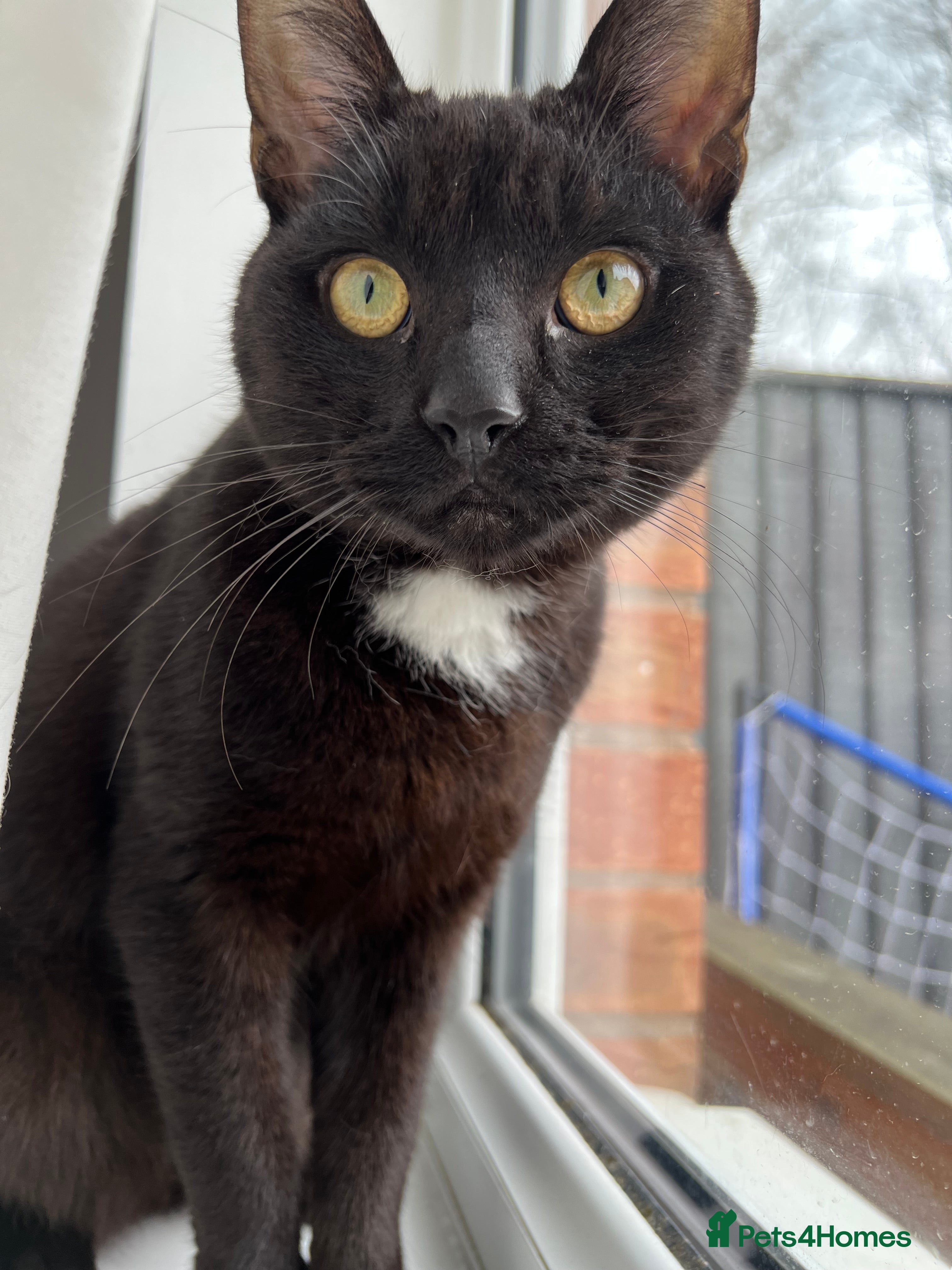 Domestic Shorthair cats 2 year old cat  - Advert 1