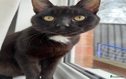 Domestic Shorthair cats for sale: 2 year old cat  - Image 1