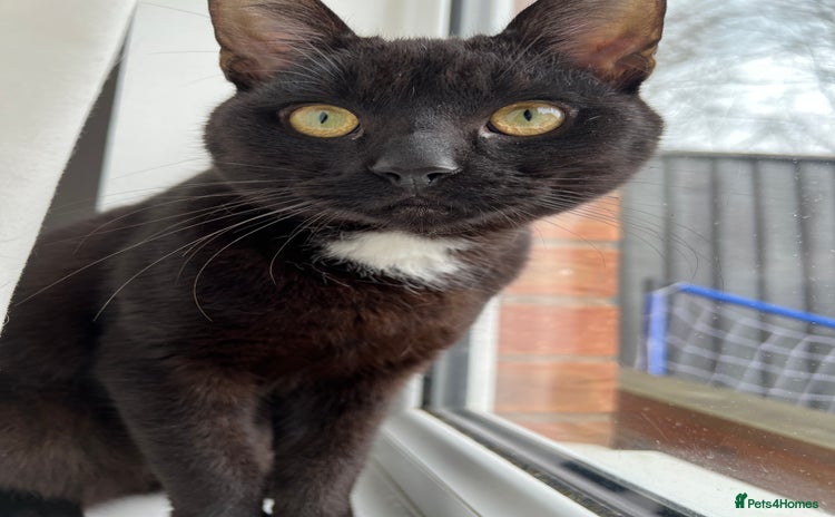 Domestic Shorthair cats - Advert 1