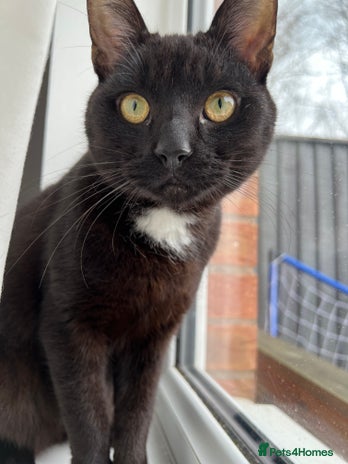 Domestic Shorthair cats - Advert 18
