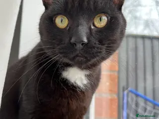 Domestic Shorthair cats 2 year old cat - Advert 1