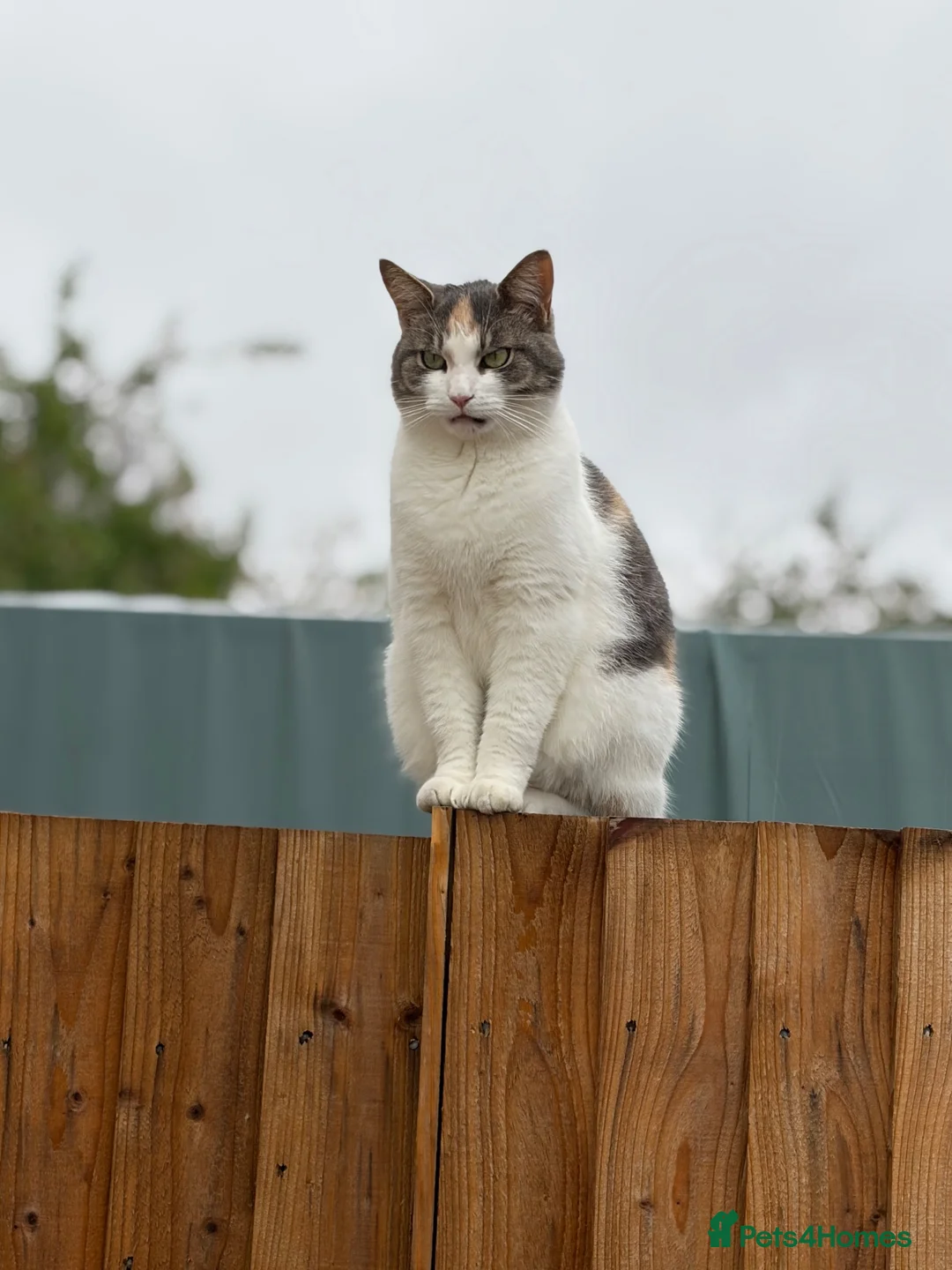 Maine Coon cats for sale: Bonnie and Binky  in Cambridge - Advert 1