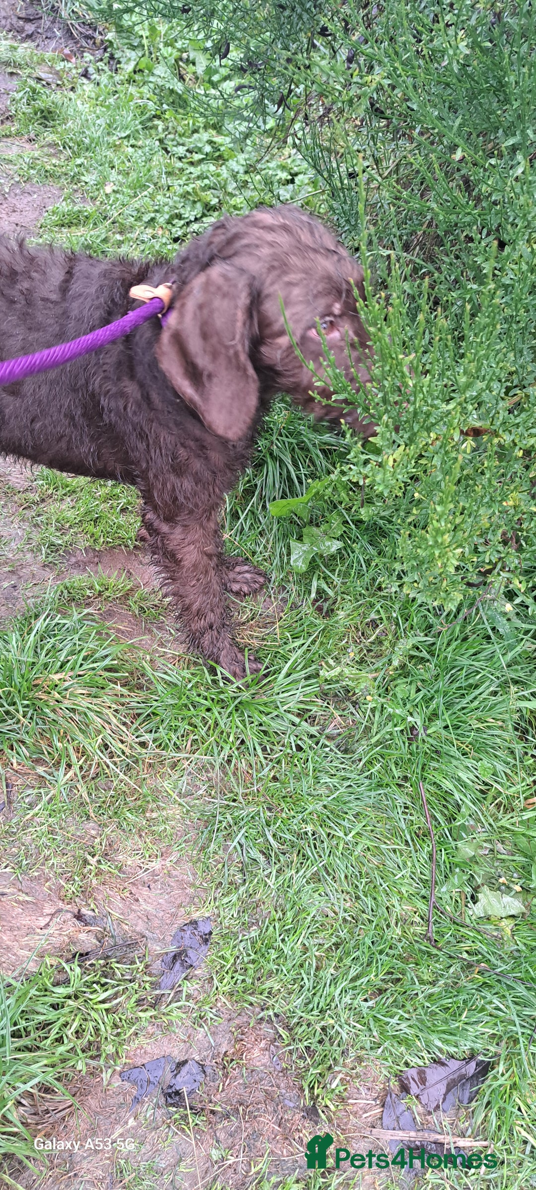 Mixed Breed dogs for sale: Doodle pointerpoodle boy in Cumnock - Image 6