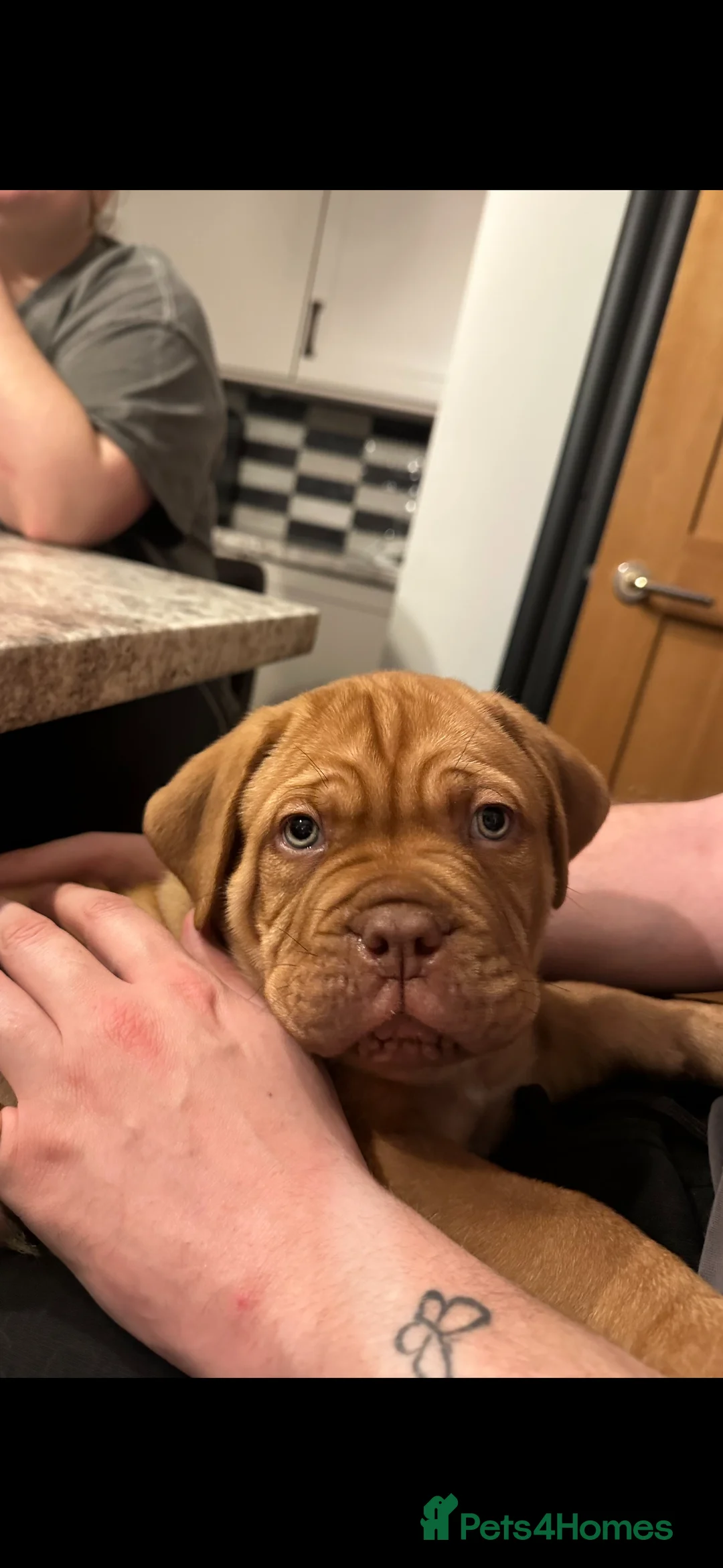 Dogue De Bordeaux dogs for sale: CHAMPION BLOODLINE chunky Dogue de Bordeaux Pup - Advert 4