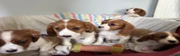 Cavalier King Charles Spaniel dogs for sale: Beautiful Cavalier King Charles Spaniel puppies - Advert 7