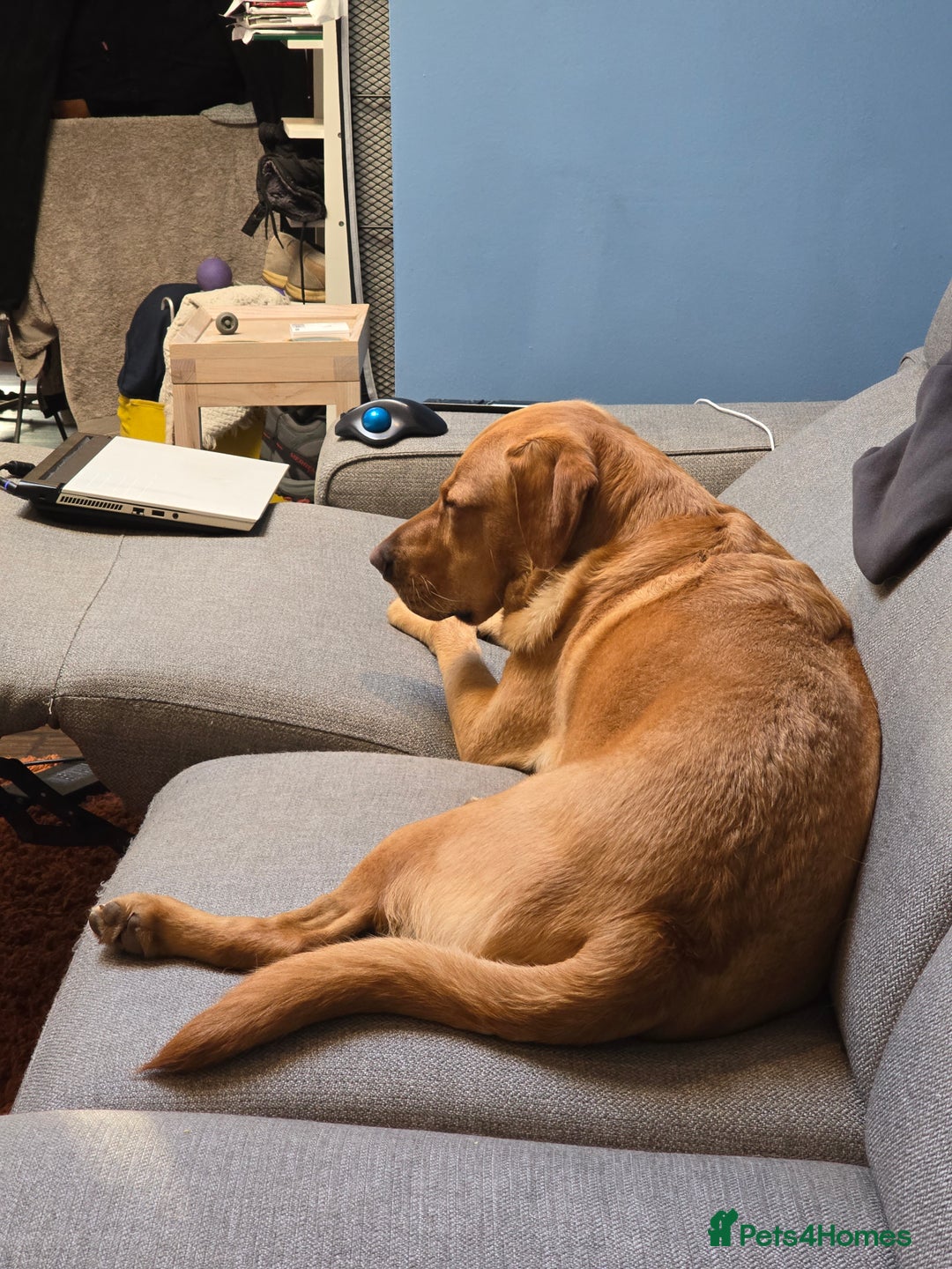 Goldador dogs for sale: Labrador X - Rehoming Request - Advert 7