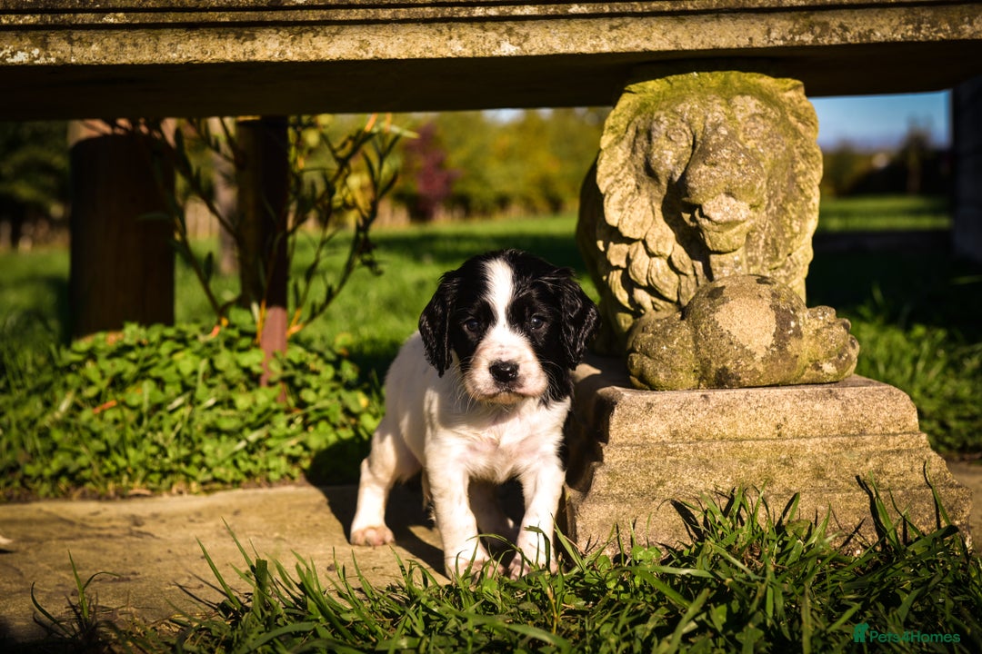 Sprocker dogs for sale: Beautiful Springer Spaniel KC Health Clear Parents - Image 9