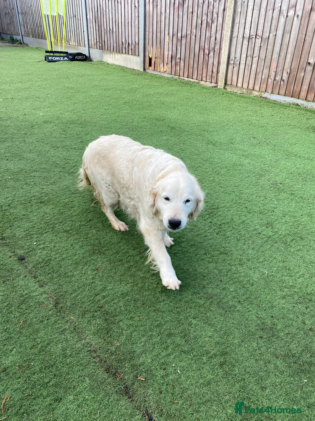 Golden Retriever dogs for sale: 💛🤍 5 Star ⭐️🐶 Golden Retriever Pups 🐶 🌟🤍💛 - Advert 12