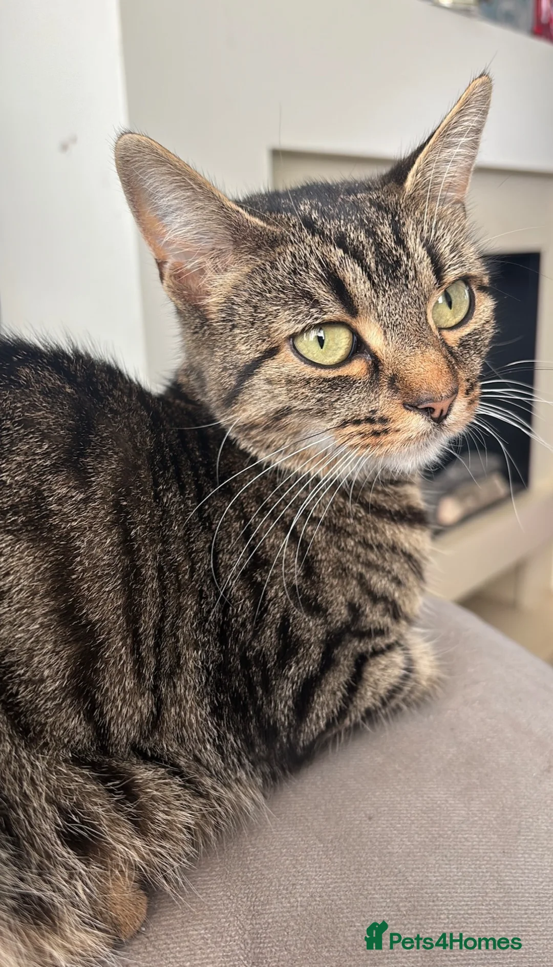 British Shorthair cats for sale: Grey, beautiful British shorthair cross kirtens - Advert 13