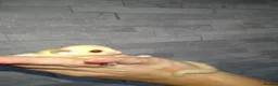Sugar Glider rodents for sale: Stunning sugar gliders  - Advert 5