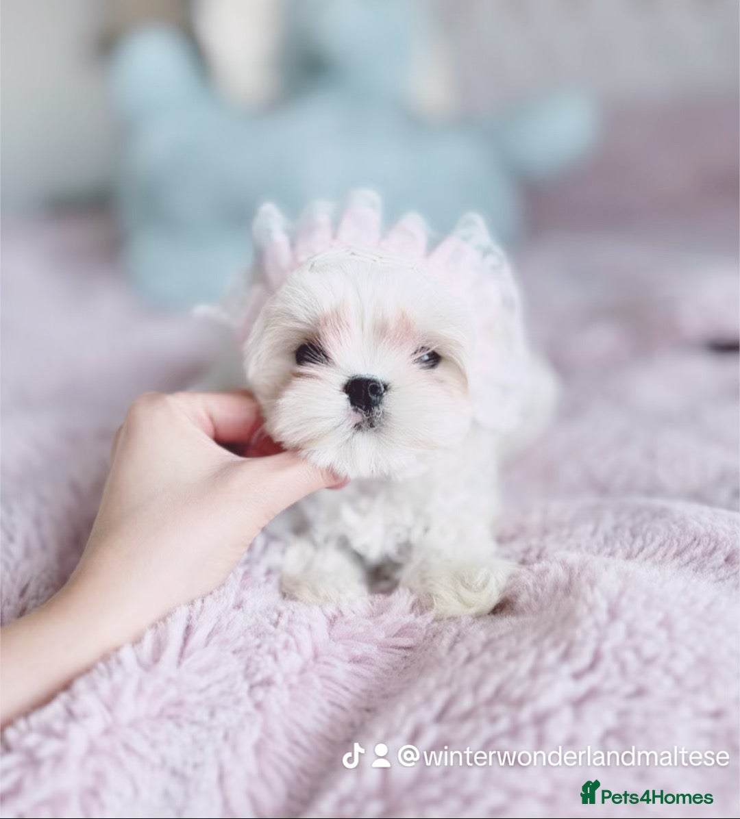 Maltese dogs ✨READY NOW stunning full Korean maltese girl✨ - Advert 3