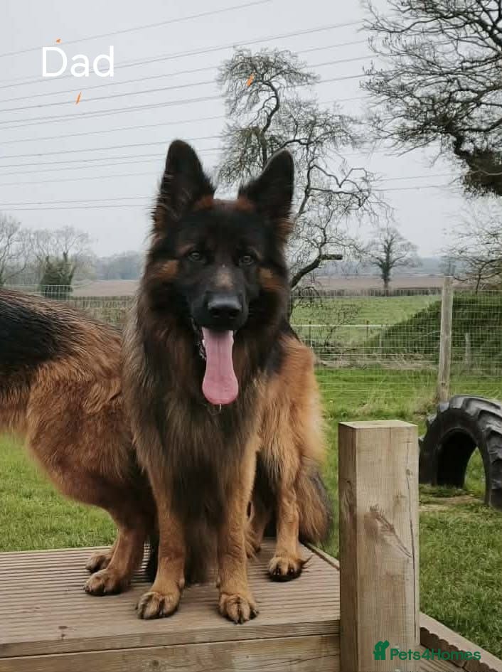 German Shepherd dogs Long-Coated German Shepherd Puppies  - Advert 2